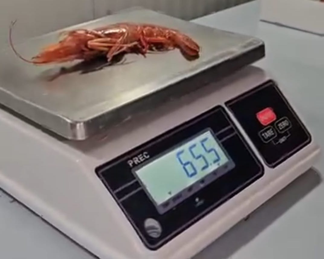 Conarpesa inauguró sus cámaras frigoríficas en Puerto Rosales con la descarga de 140 toneladas de langostino