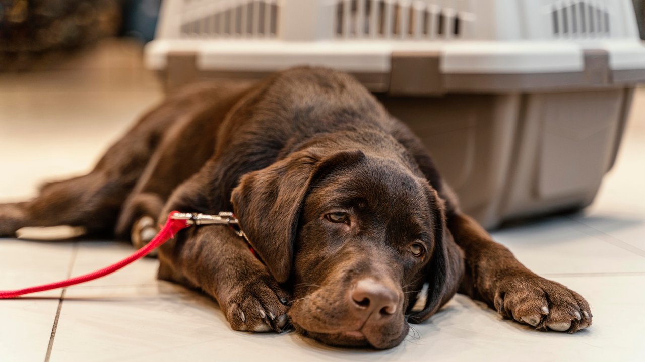 Qué provincia reglamentó el acceso al cannabis medicinal para mascotas