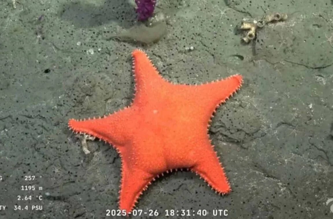 Científicos del CONICET volverán a explorar el Mar Argentino: Será frente a las costas de Chubut y ya hay fecha para la nueva expedición