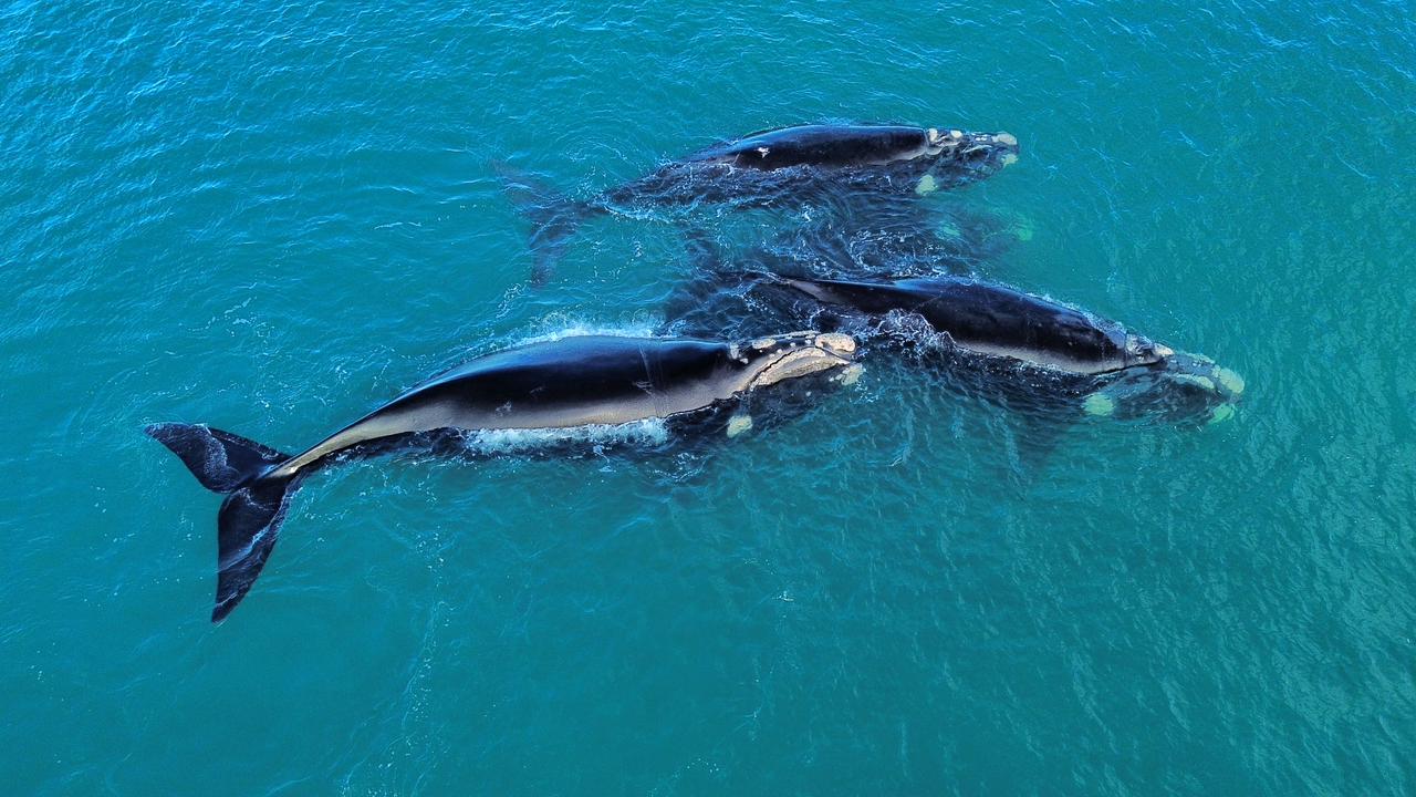 El rincón del Parque Provincial Patagonia Azul que tiene un lugar poco conocido para ver ballenas