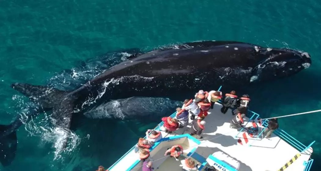 Chubut transmitirá en vivo la llegada de las ballenas a las costas de la provincia