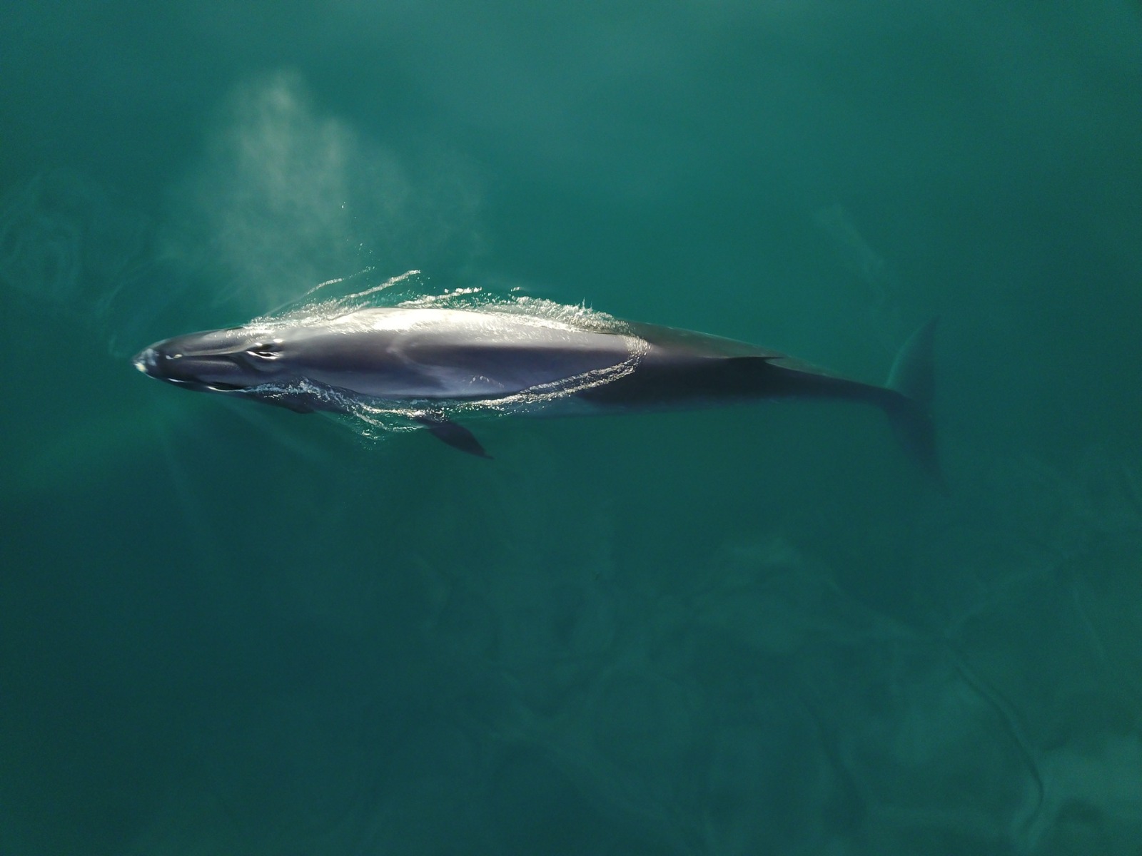 Ballenas todo el año y horizontes infinitos: La Ruta Azul transforma a Chubut en el gran destino marino de la Patagonia