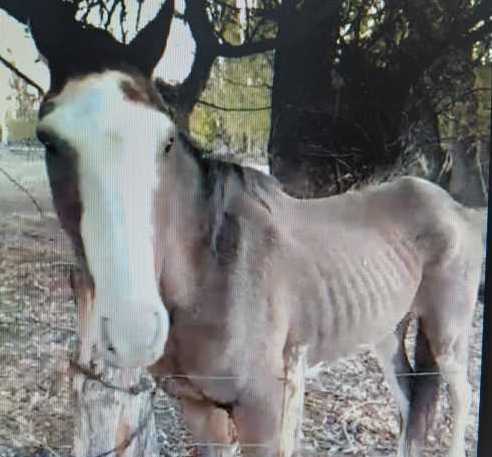 La Fiscalía solicitó que un caballo rescatado sea declarado “sujeto de derecho”
