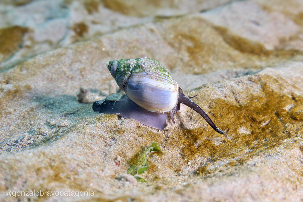 Descubren un caracol marino de más de 16 millones de años en Chubut y se agranda el mapa de especies en Chubut