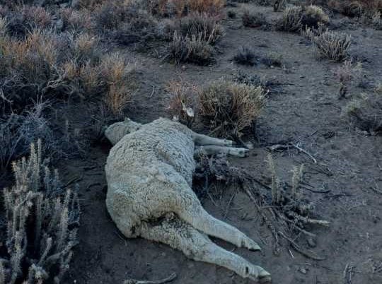 En un exhaustivo operativo por abigeato en Paso del Sapo, se recuperaron decenas de ovinos, armamento y encontraron 35 animales muertos