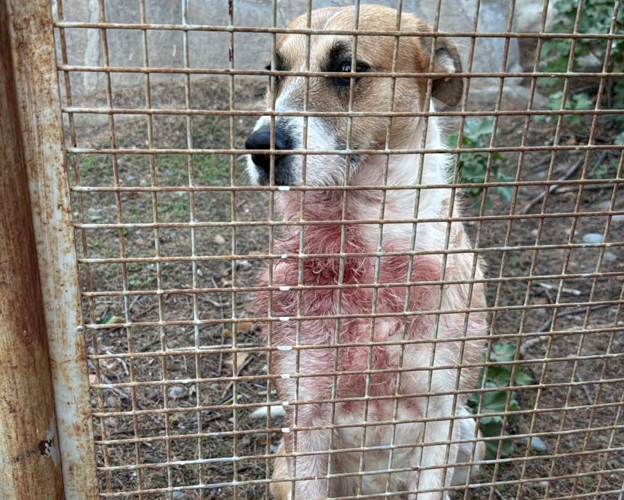 Conmoción en Chubut: Una nena de cinco años murió al ser atacada por un perro cuando paseaba con su familia