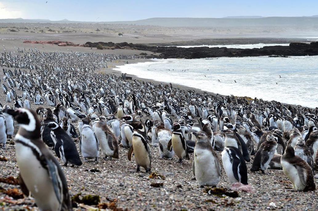 Alerta en Chubut: Detectaron “químicos eternos” en pingüinos de la Patagonia
