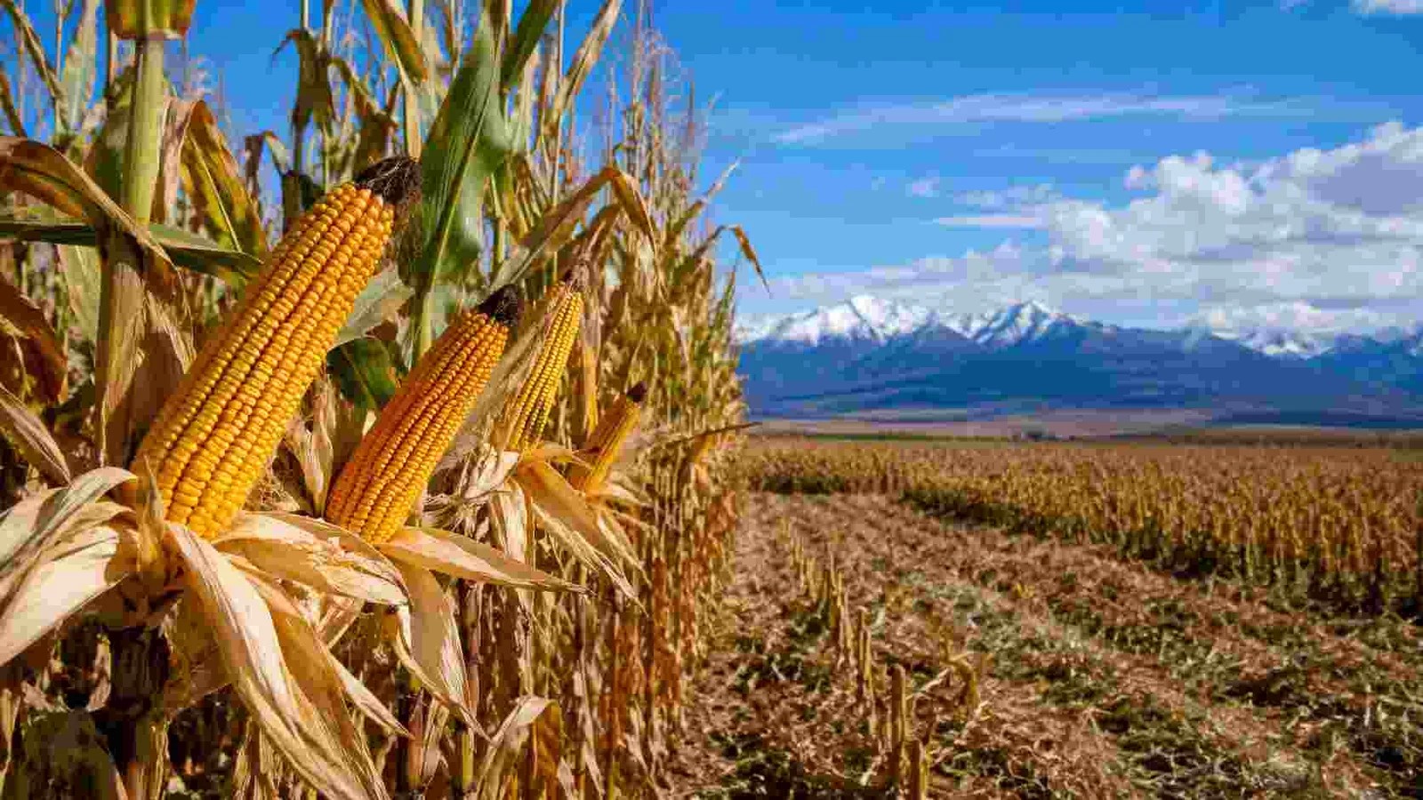 El maíz avanza en Chubut: Estudian híbridos capaces de producir en las condiciones extremas de la Patagonia