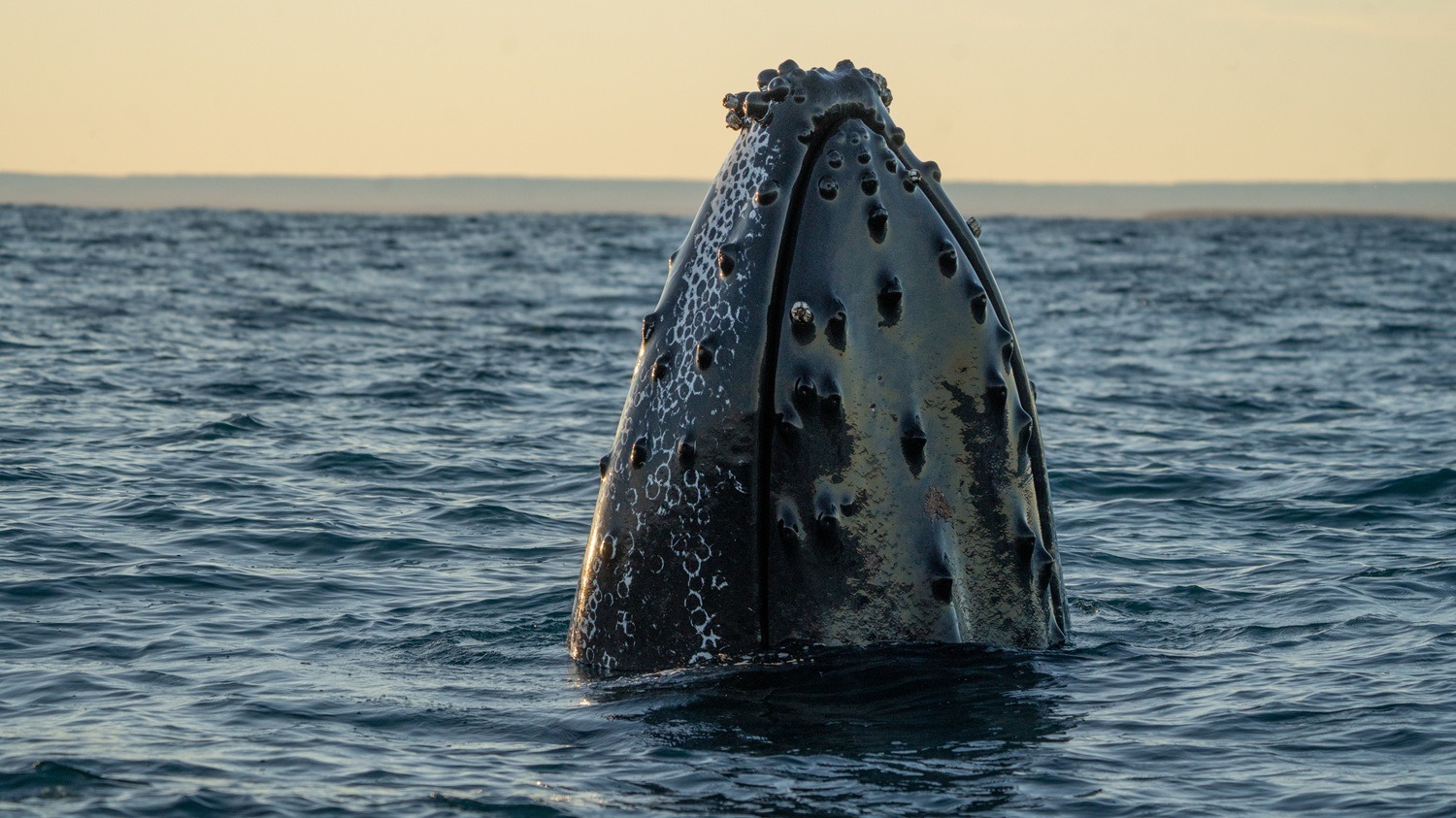 De Chubut a Brasil: La sorprendente ruta migratoria de las ballenas jorobadas