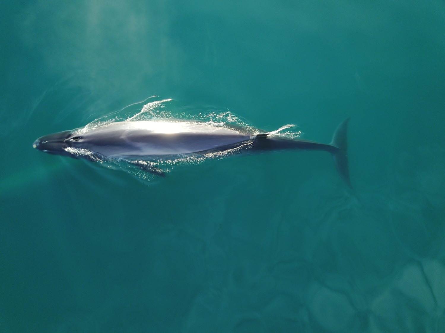 El misterio de la ballena que eligió Chubut para alimentarse: Científicos siguen por satélite a uno de los gigantes más desconocidos del océano
