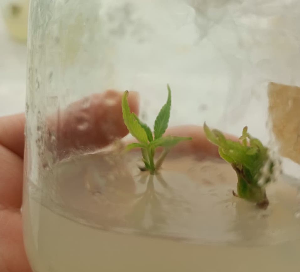 Becaria chubutense se capacita en cultivo in vitro y fortalece investigaciones sobre coníferas nativas de la Patagonia