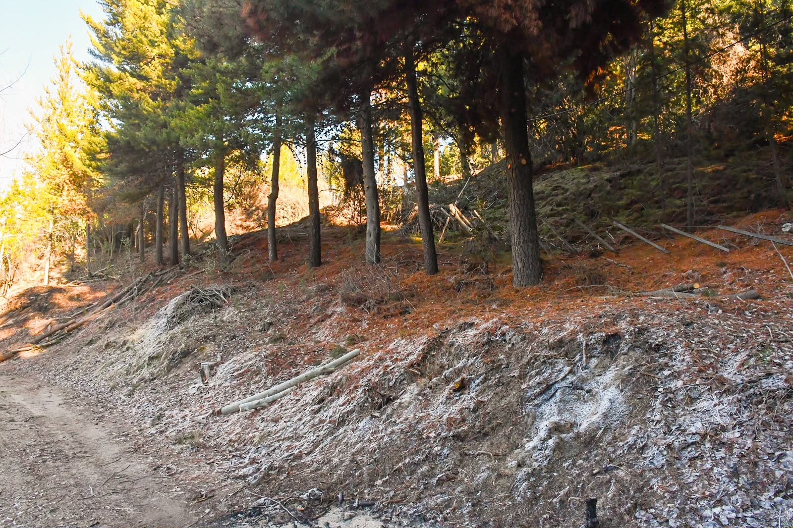 Esquel refuerza la prevención de incendios de interfase con trabajos forestales en distintos sectores
