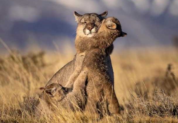 Chubut: Investigan a varias personas por cazar pumas y exhibirlos como trofeos en las redes sociales