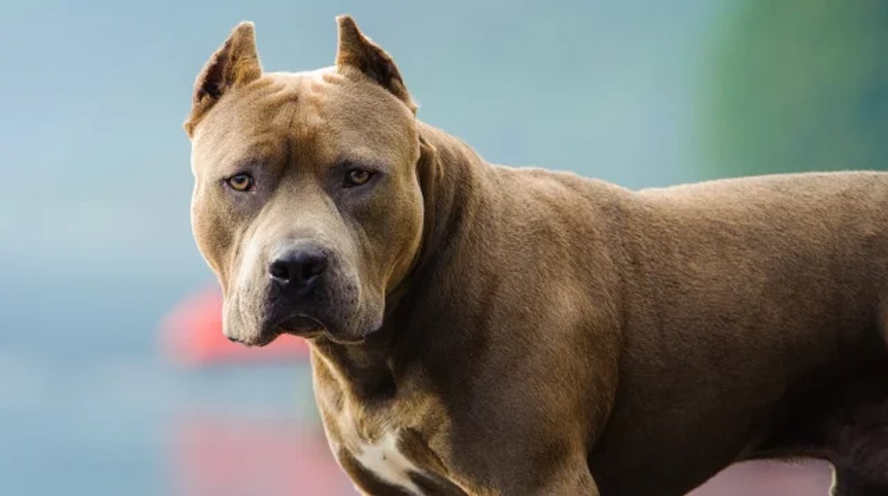 “Los perros me lo estaban comiendo”: El desgarrador relato de la mamá del nene atacado por un pitbull en Córdoba