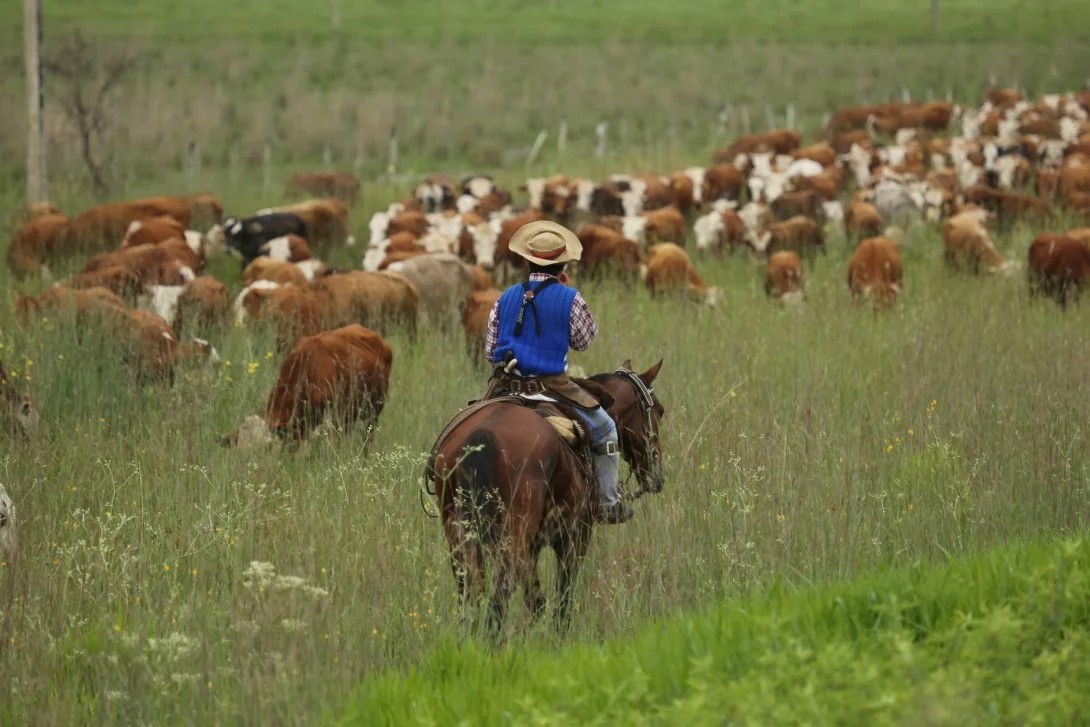 Ganadería y bosque nativo: Impulsan 40 planes de manejo integrado en Chubut y otras 11 provincias