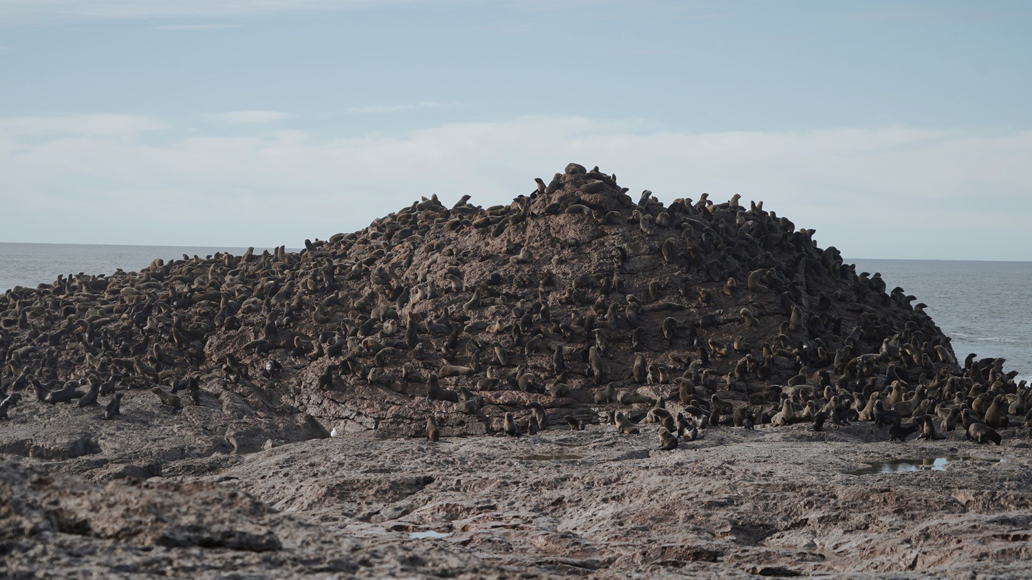 Lobos marinos del Parque Provincial Patagonia Azul, un esfuerzo colectivo para conocerlos y protegerlos