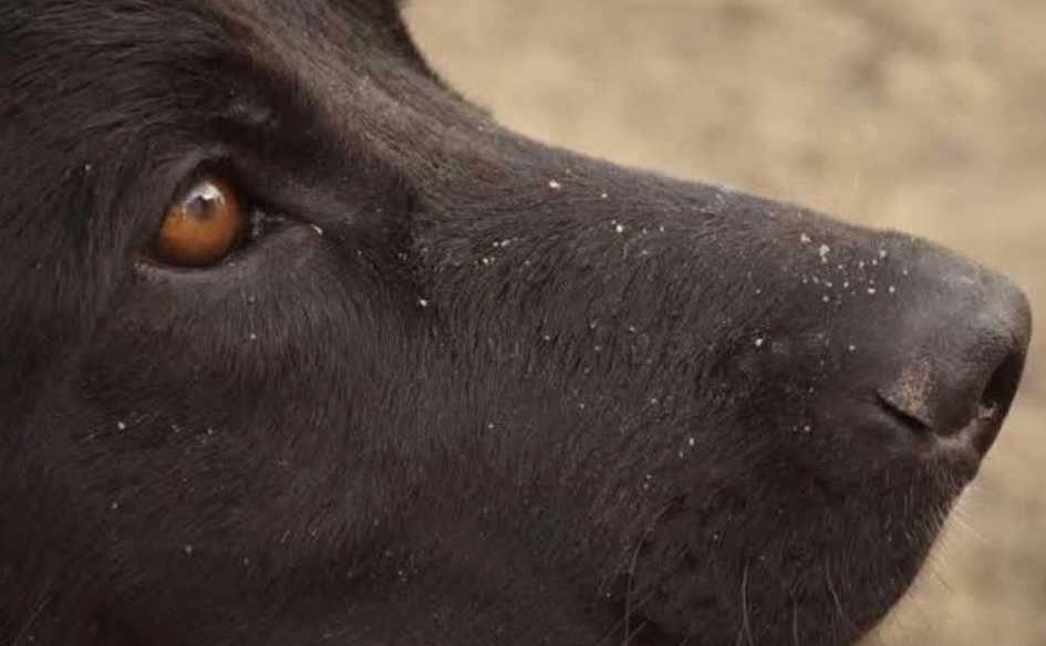 Rawson: Peritos declararon en el juicio por el envenenamiento de tres perros y alertaron sobre la toxicidad del Carbofuran