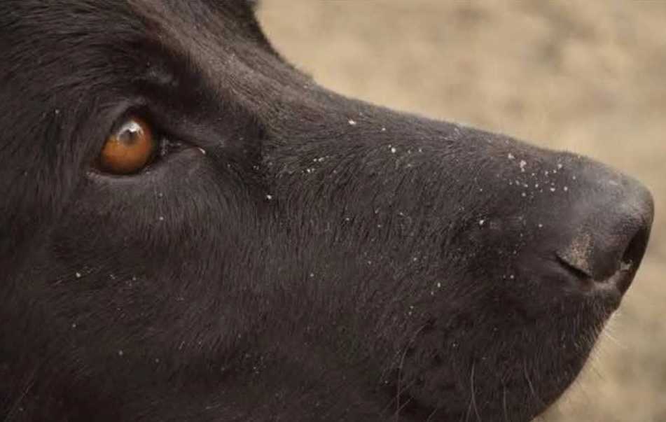 Comenzó el juicio por la muerte de tres perros con Carbofuran en una chacra de Rawson
