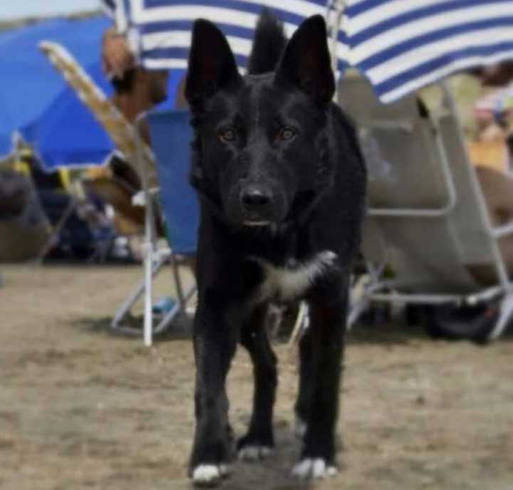 Juicio por el envenenamiento de tres perros: Peritos ratificaron que el carbofurán hallado en los cebos tenía una concentración 20 veces superior a la dosis letal