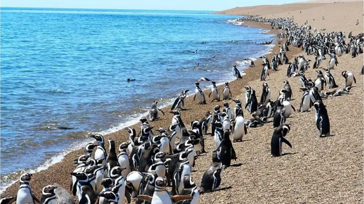 Punta Tombo recibe a cientos de visitantes durante la temporada