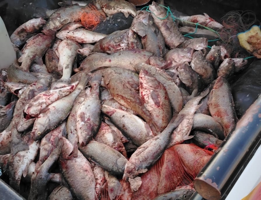 Detectaron pesca furtiva y secuestraron más de 400 ejemplares en el Lago Musters y el Río Senguer