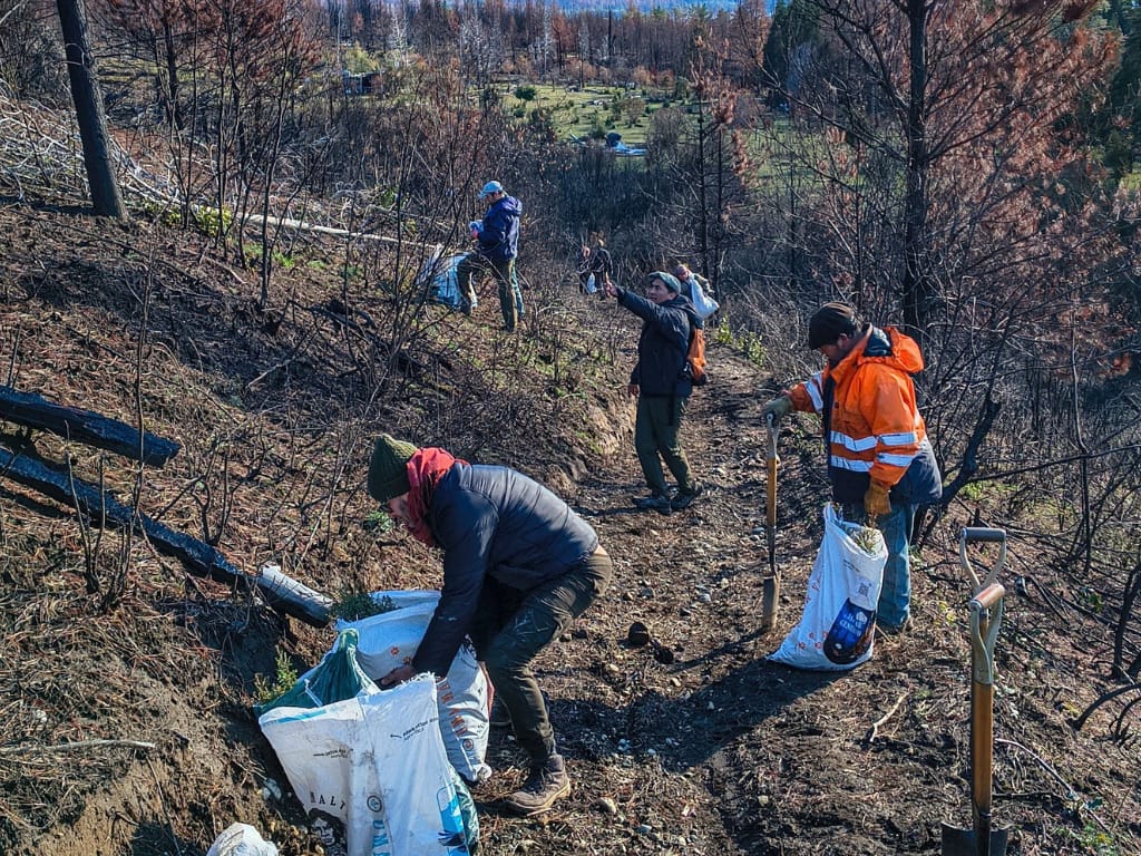 Chubut restaura sus bosques con una campaña que prevé plantar 100.000 árboles