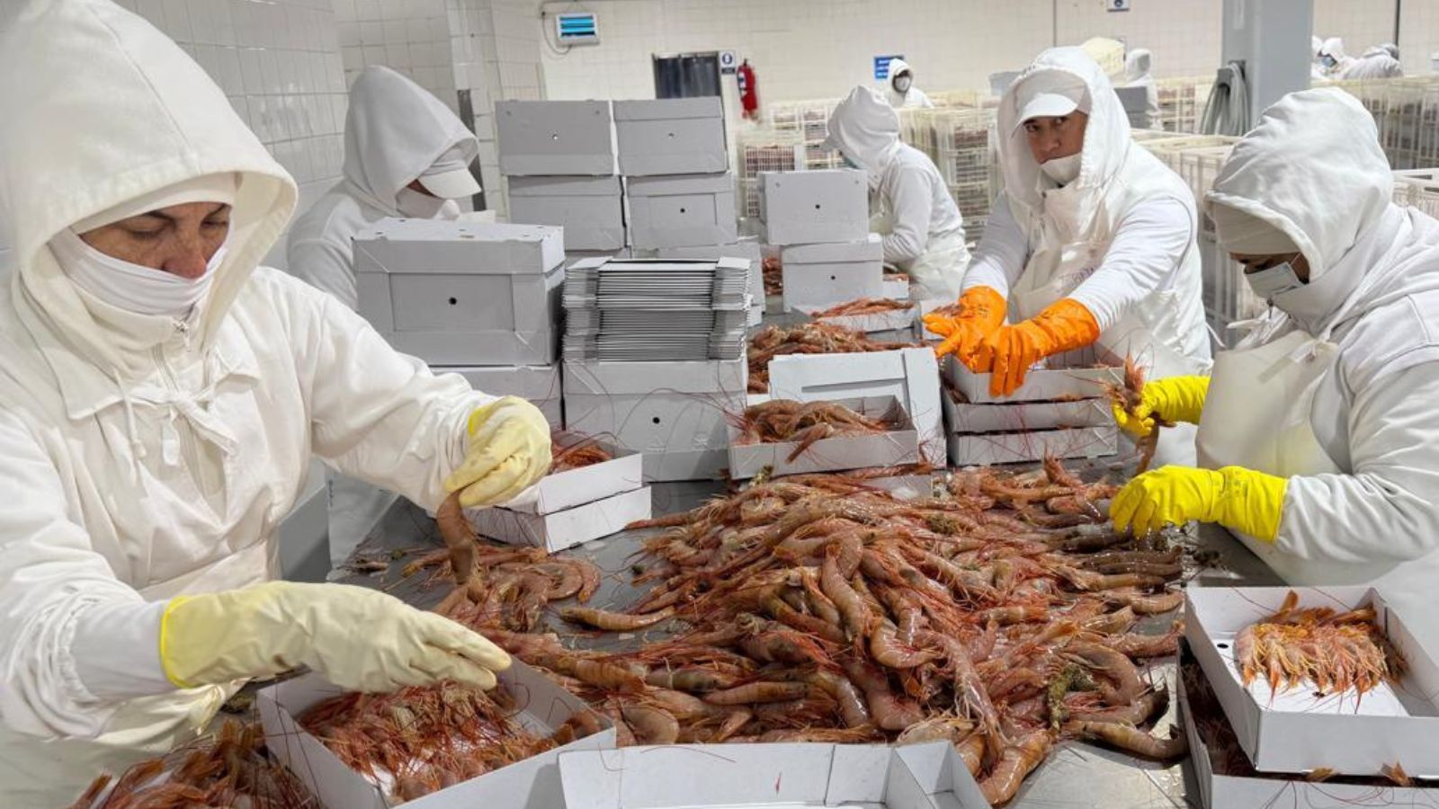 Conarpesa apuesta al doble turno, incentivos de producción y un objetivo récord de 20.000 cajones diarios