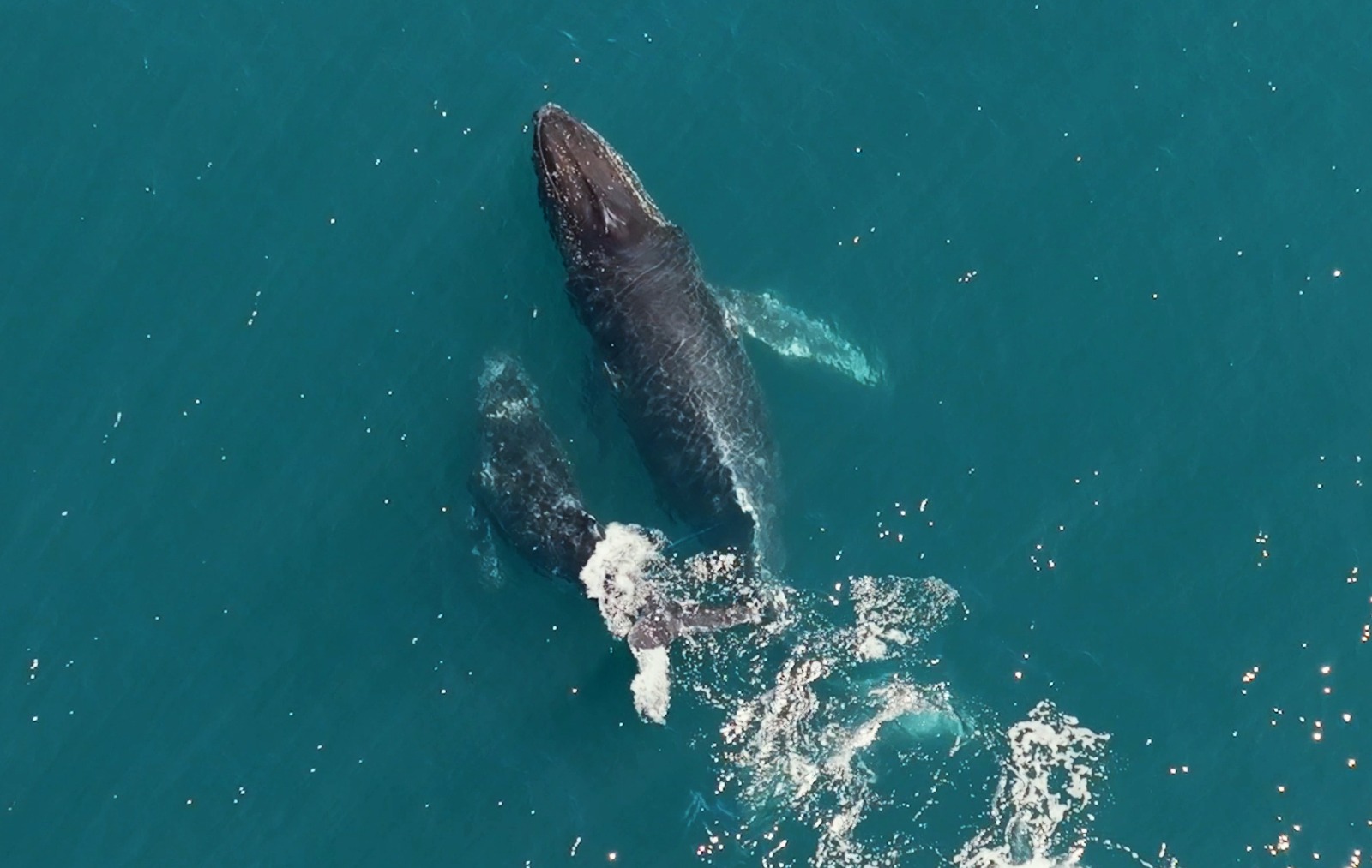 Hallazgo inédito sobre ballenas en Chubut: el descubrimiento en el Parque Provincial Patagonia Azul que sorprende a la ciencia