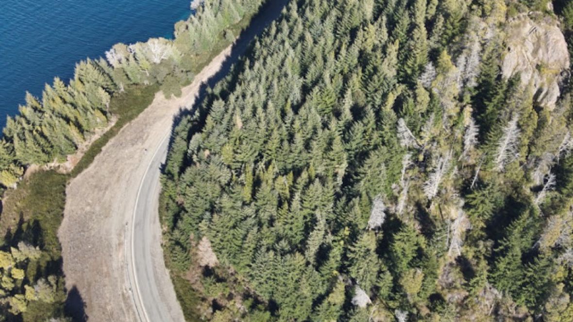 Hace 50 años plantaron pinos en la Patagonia para impulsar la industria maderera y, por el avance sin control, se debate entre promesa económica y desafío ambiental