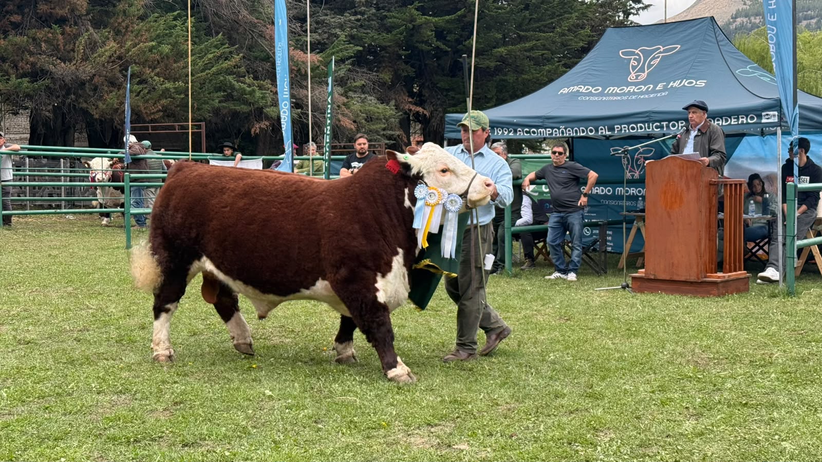 La Expo Bovina de Esquel convocó a más de 14 cabañas y cerca de 100 animales