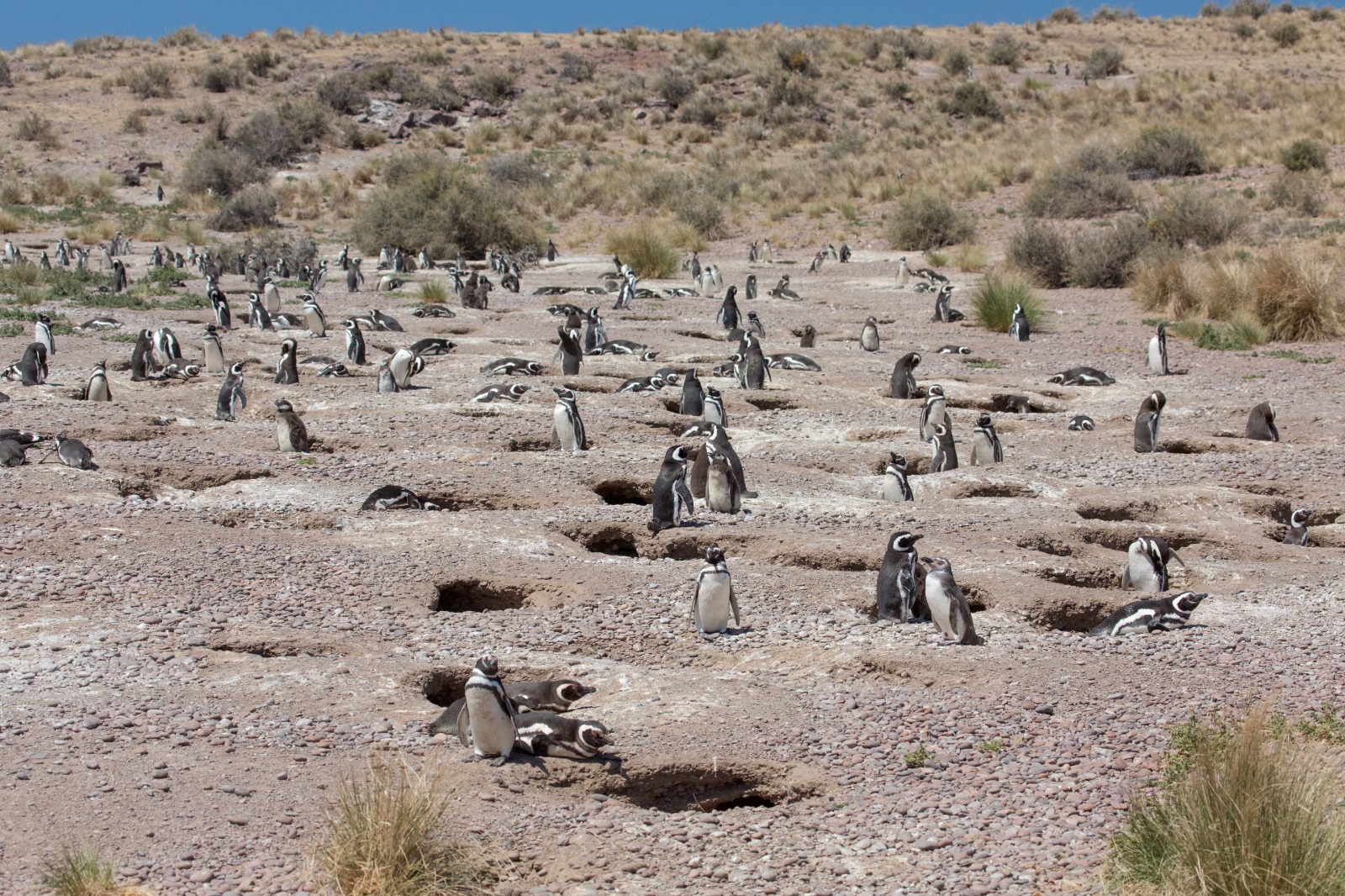 Caletas secretas, rugidos invisibles y nidos ocultos: El destino patagónico que inaugura su temporada